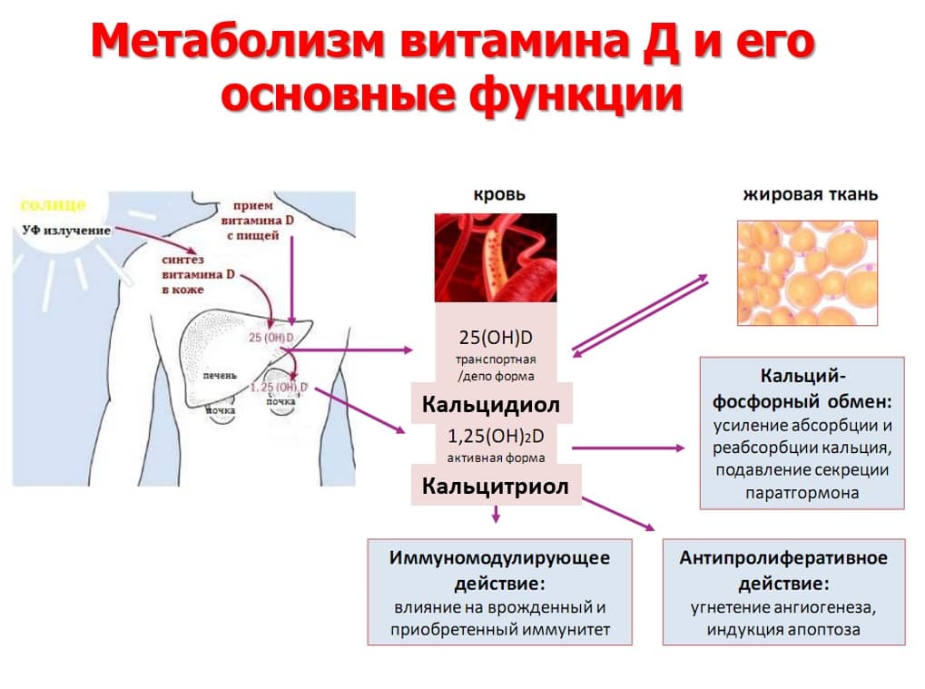 vitamin-d-chem-polezen-gde-soderzhitsya-kukuyu-funkcziyu-vypolnyaet-2