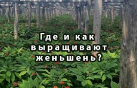 Где и как выращивают женьшень?