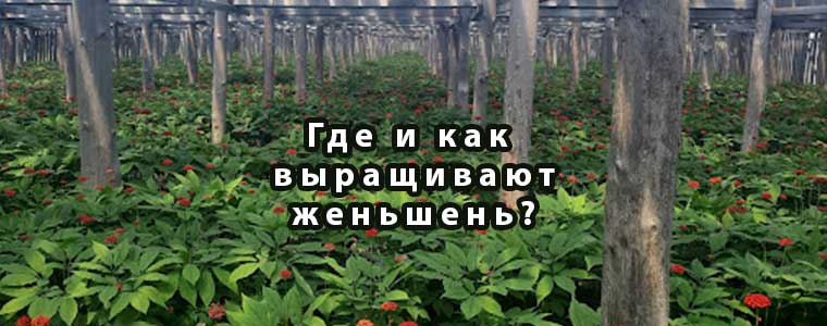 Где и как выращивают женьшень?