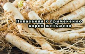 Показания к применению корня женьшеня