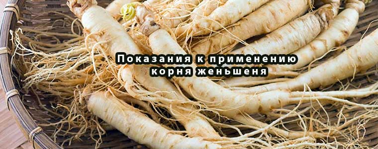 Показания к применению корня женьшеня