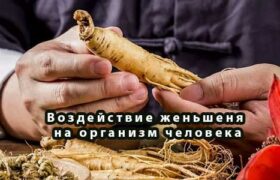 Воздействие женьшеня на организм человека