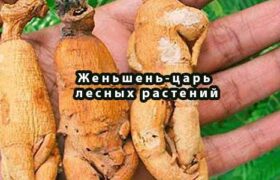 Женьшень-царь лесных растений