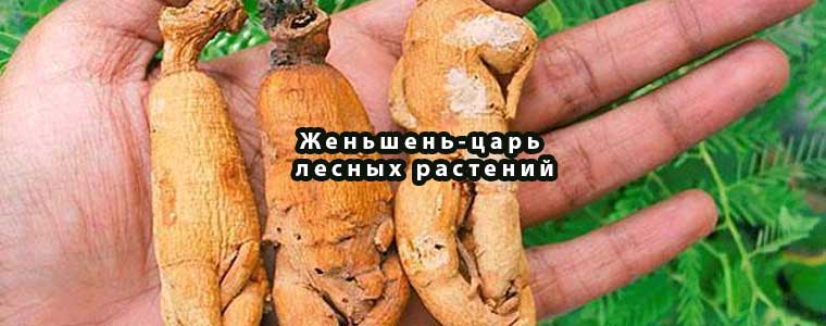Женьшень-царь лесных растений